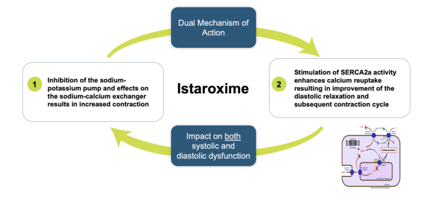 New Patent Adds to the Istaroxime Patent Estate and Provides Intellectual Property Protection Until Late 2039